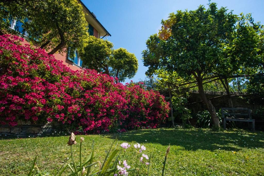 Le Clementine B&B Camogli Ngoại thất bức ảnh